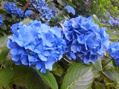 Garden leaf hydrangea