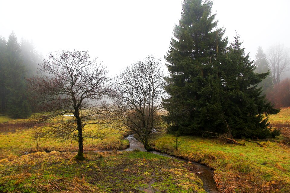 Grass panorama wood
