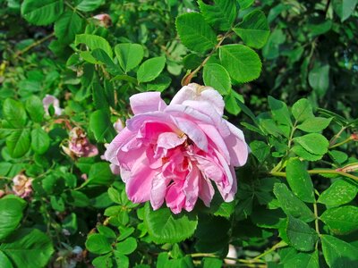 Plant flower rose hip