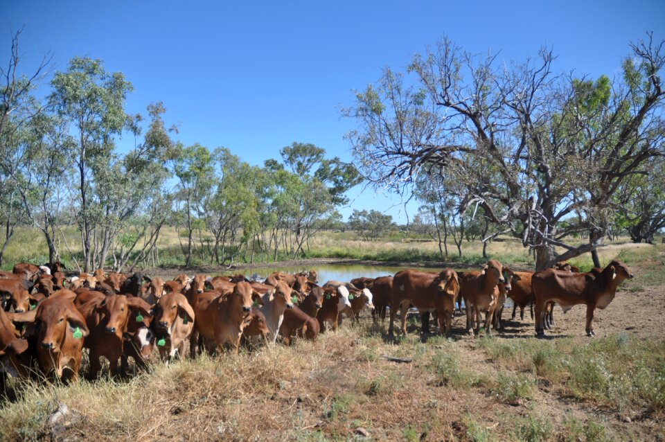 Cattle livestock agriculture
