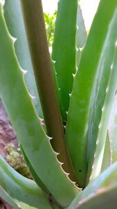 Aloe plant aloe vera