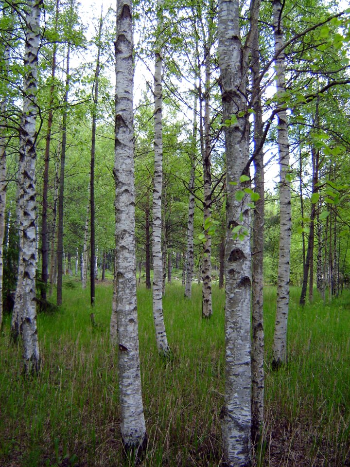 Plant tribe birch