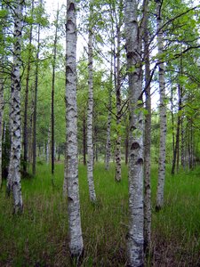 Plant tribe birch photo