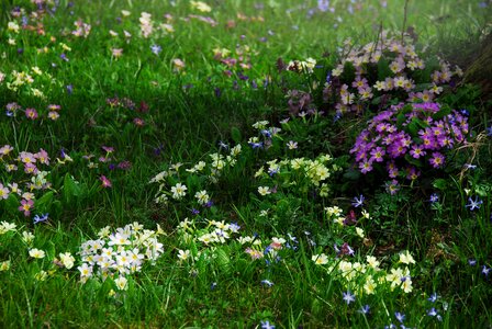 Meadow garden spring photo