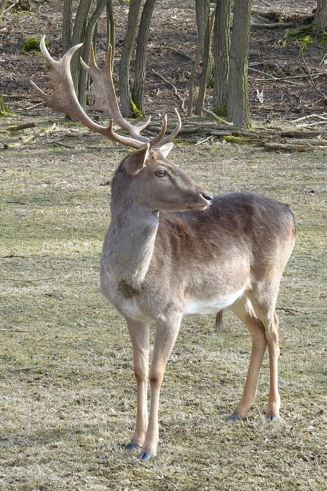 Animal world antler nature