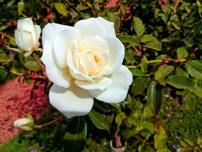 Nature petal floral
