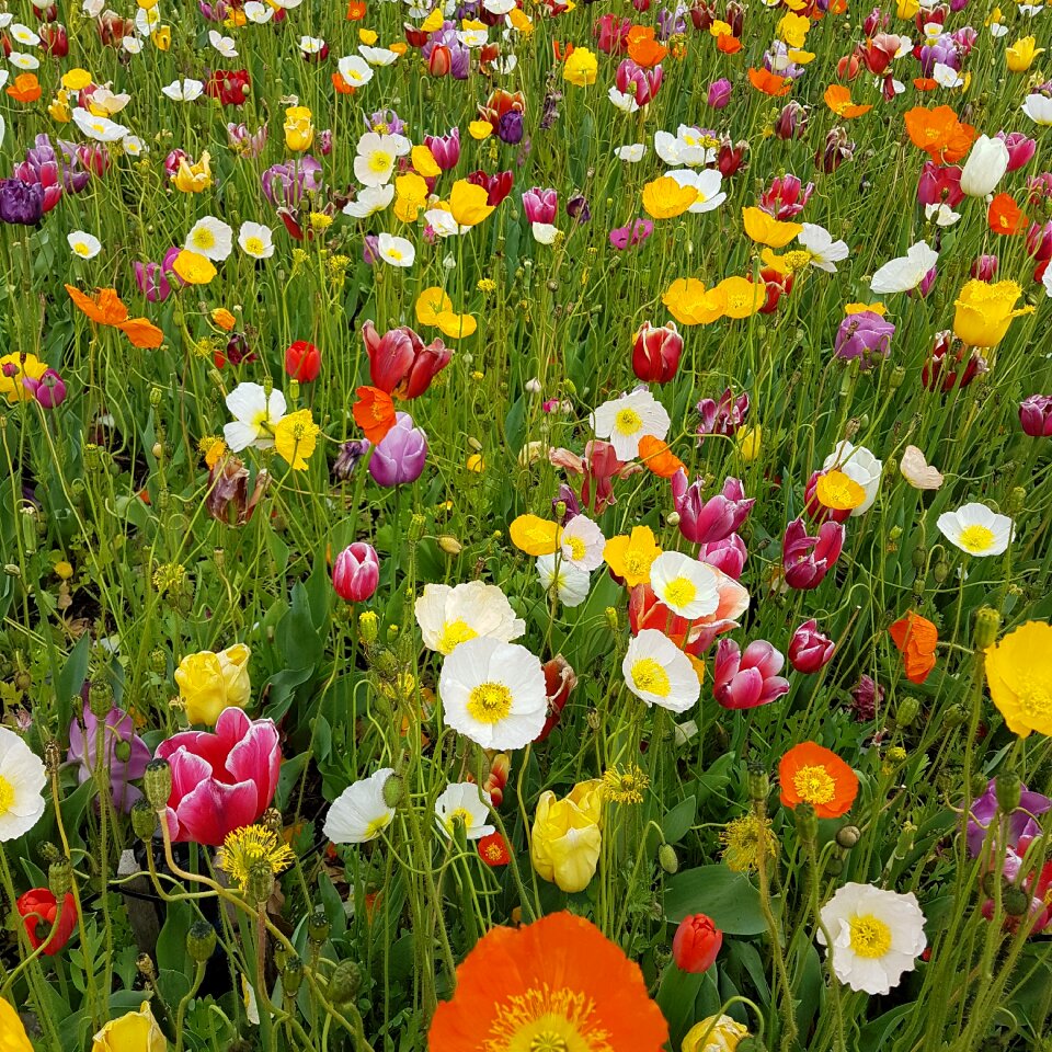 Nature floral poppy