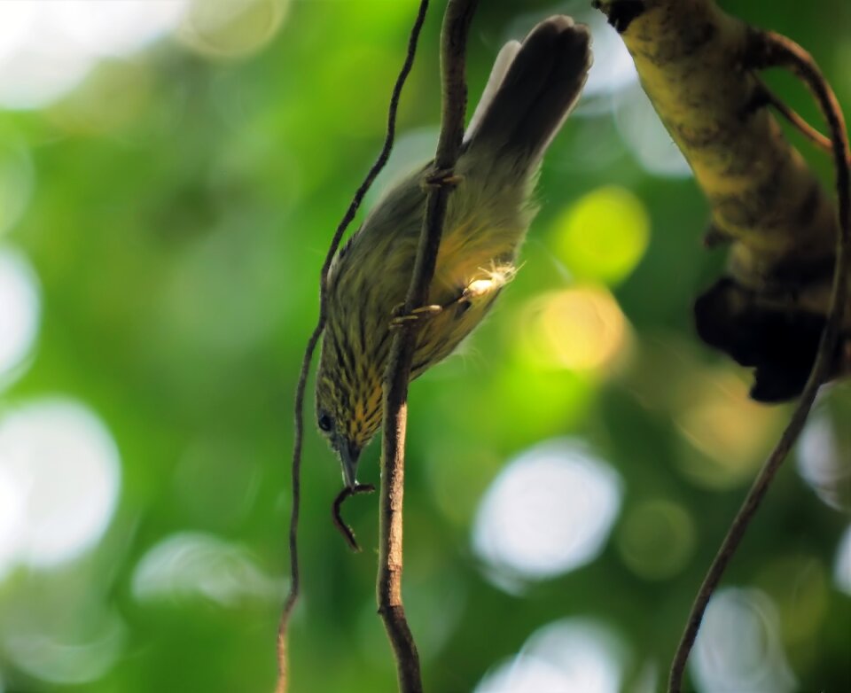 Bird outdoors little