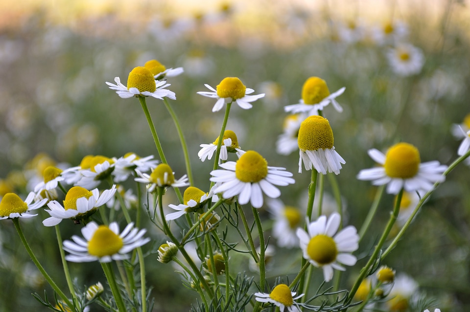 Wildflowers plants natural