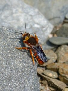 Rock nature diptera photo