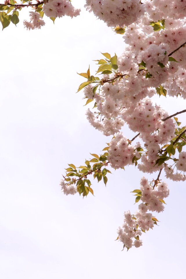 Wood flowers nature