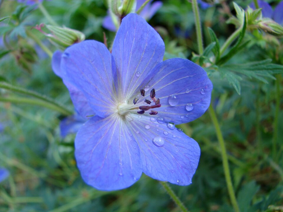 Garden summer flower close-up
