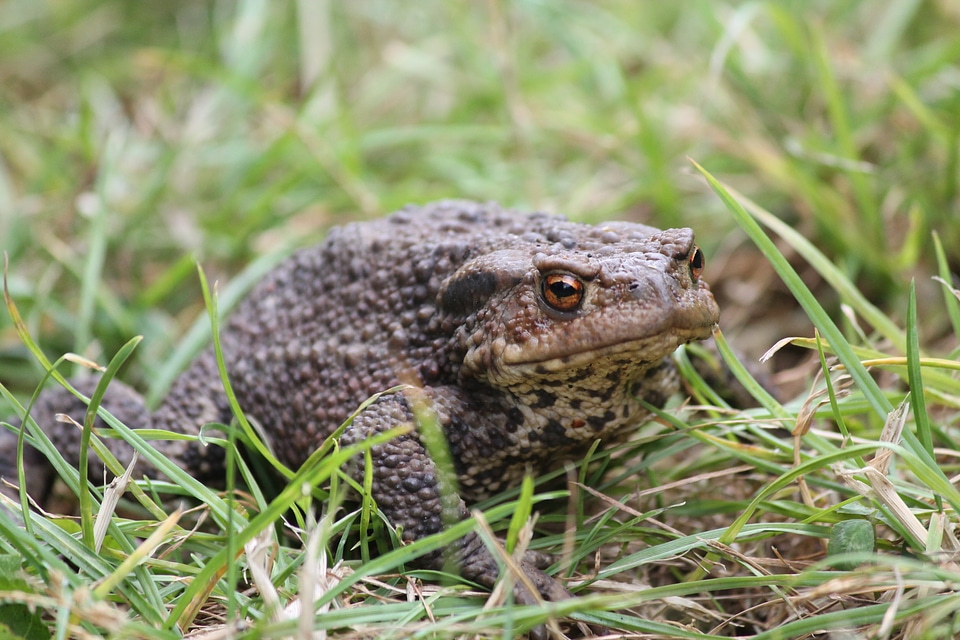 Animals toad frog
