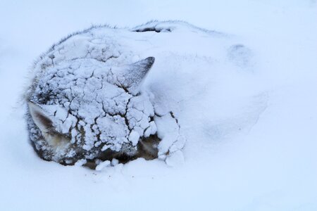 Frost ice dog photo