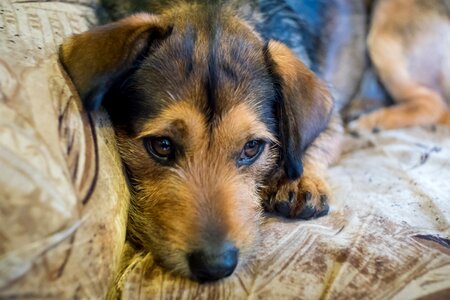 Dog house portrait pets