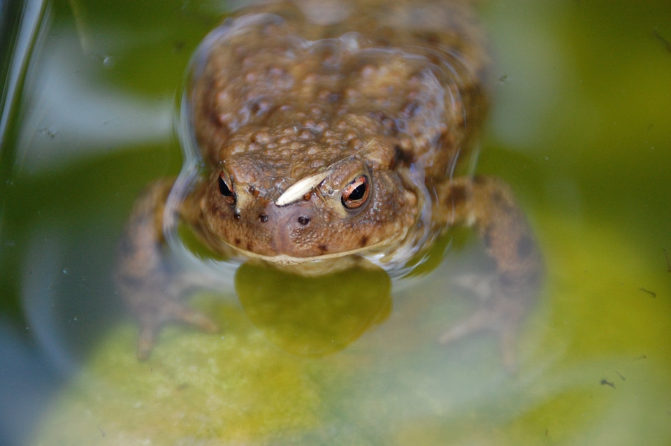 Toad mare animals