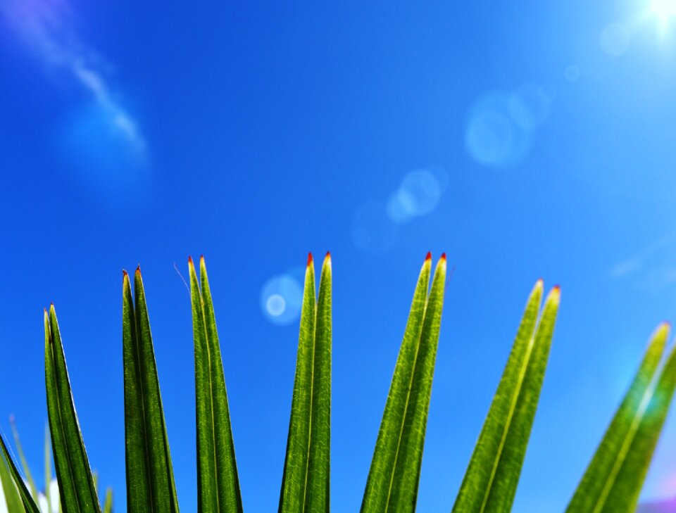 Desktop outdoors growth