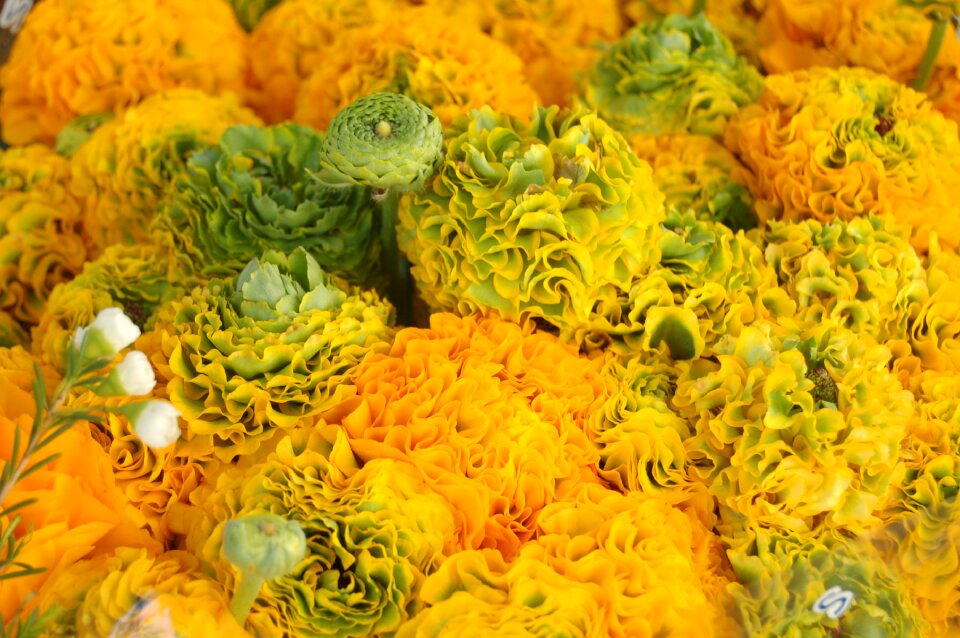 Spring yellow flower bloom