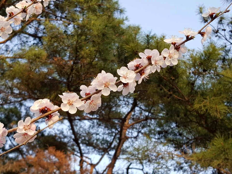 Cherry blossom cherry tree Free photos