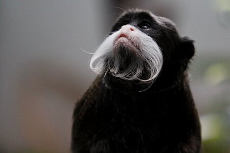 Animal world portrait fur