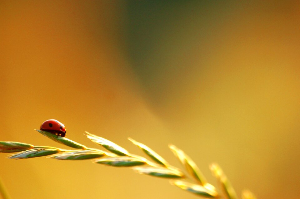 Sun insect ladybug
