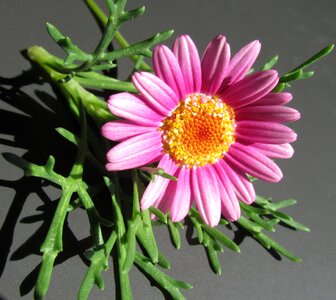 Plant garden nature