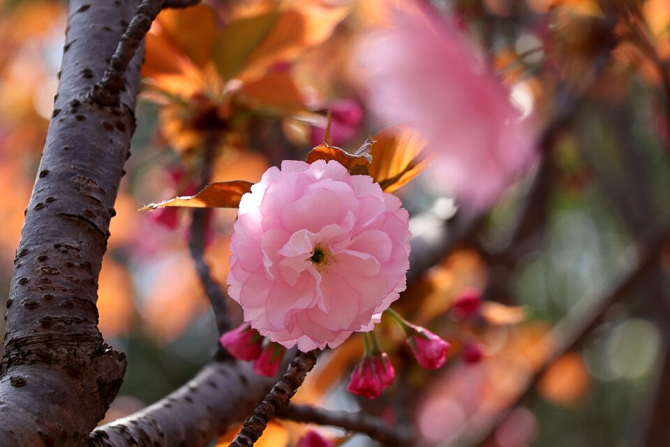 Plant garden cherry blossom