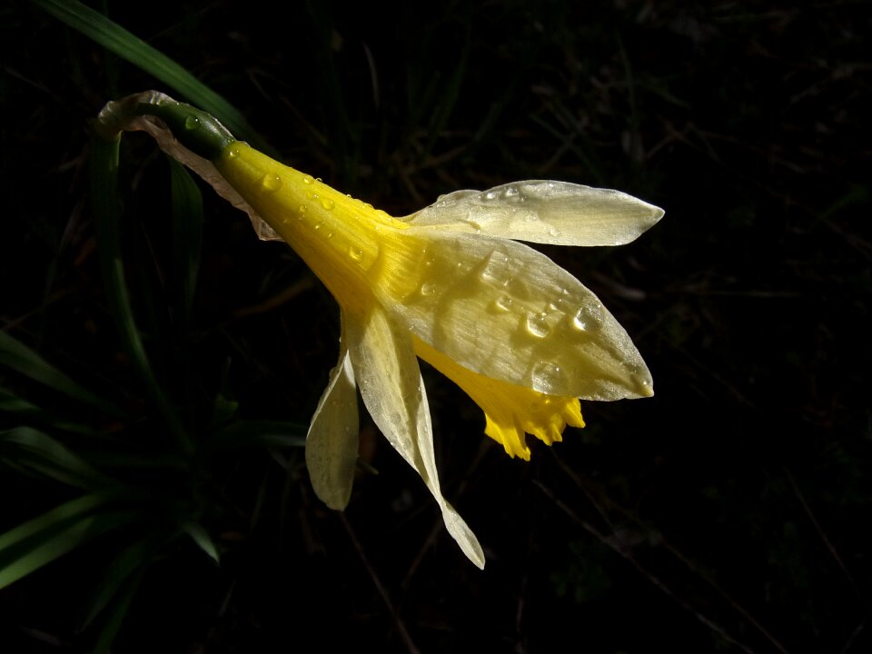 Daffodil spring narcissus