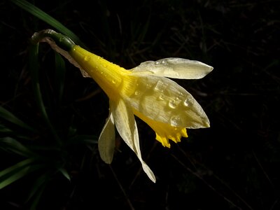 Daffodil spring narcissus photo