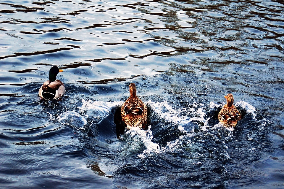 Pond landscape animals