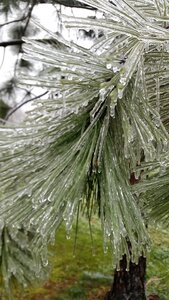 Flora season winter