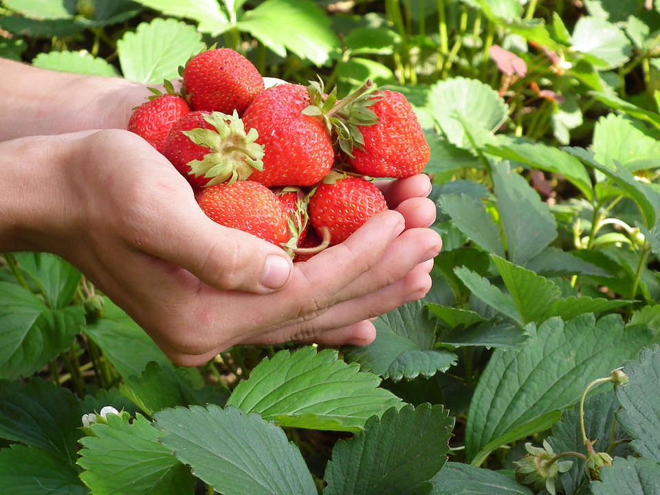 Leaves red wild strawberry