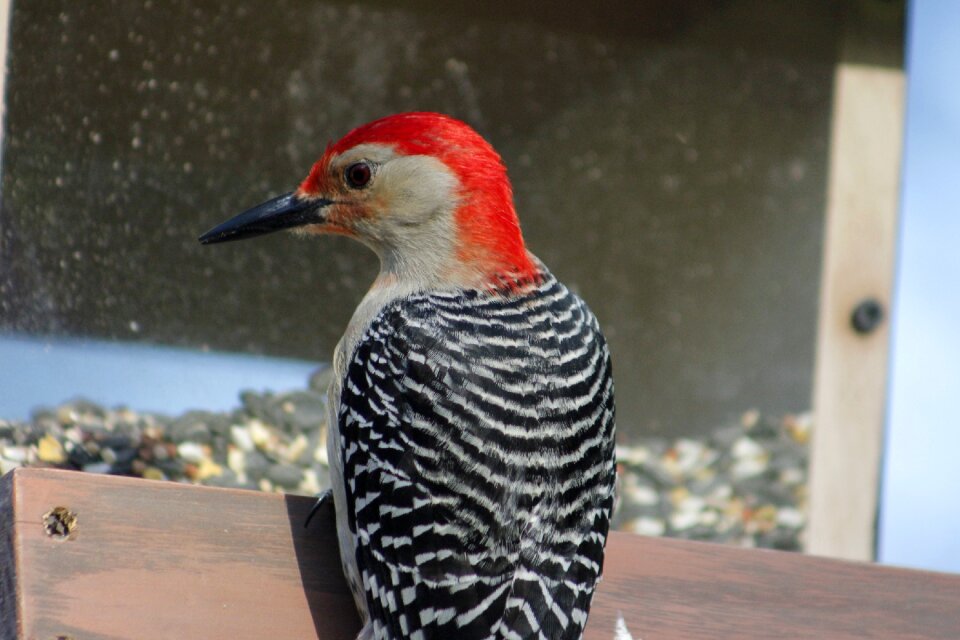 Red-bellied woodpecker wildlife wild