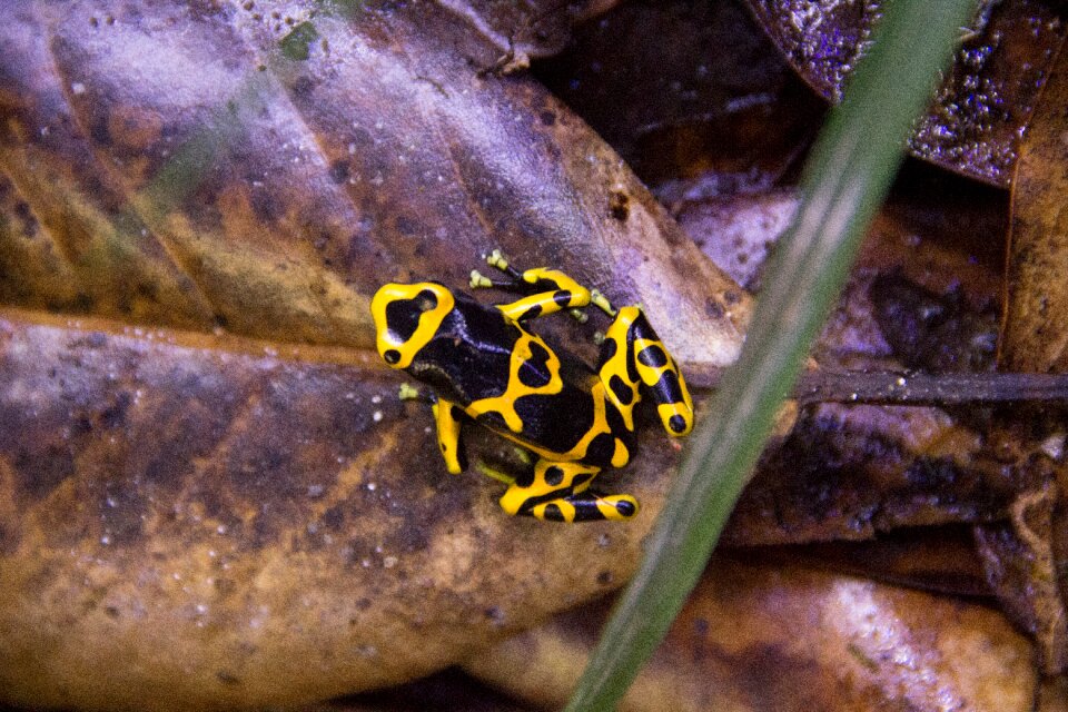 Dart frog yellow black photo