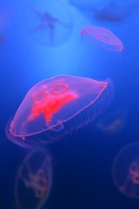 Fish wallpaper jellyfish