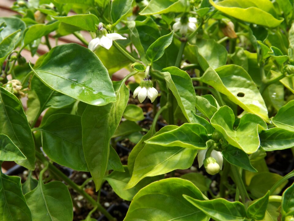 Food agriculture pepper