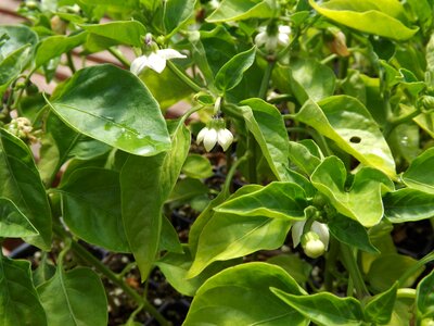 Food agriculture pepper