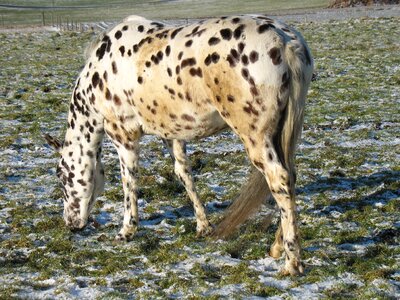 Nature wild horse