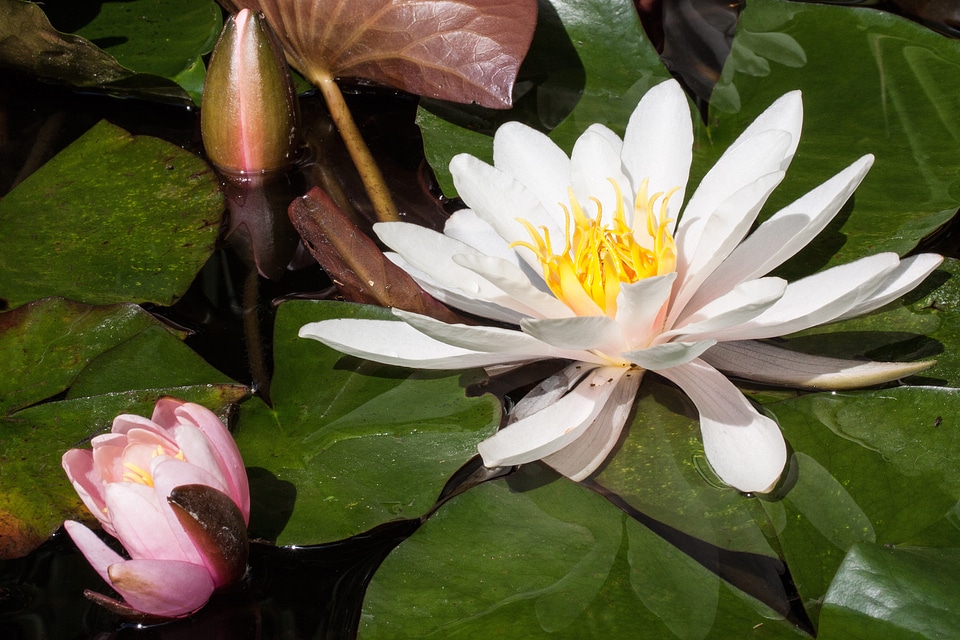 Aquatic plants petals white