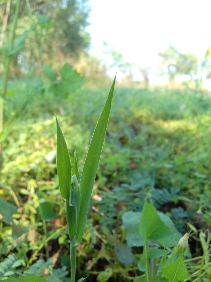 Growth summer environment
