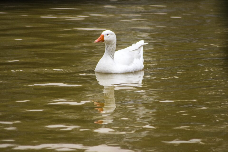 Duck nature