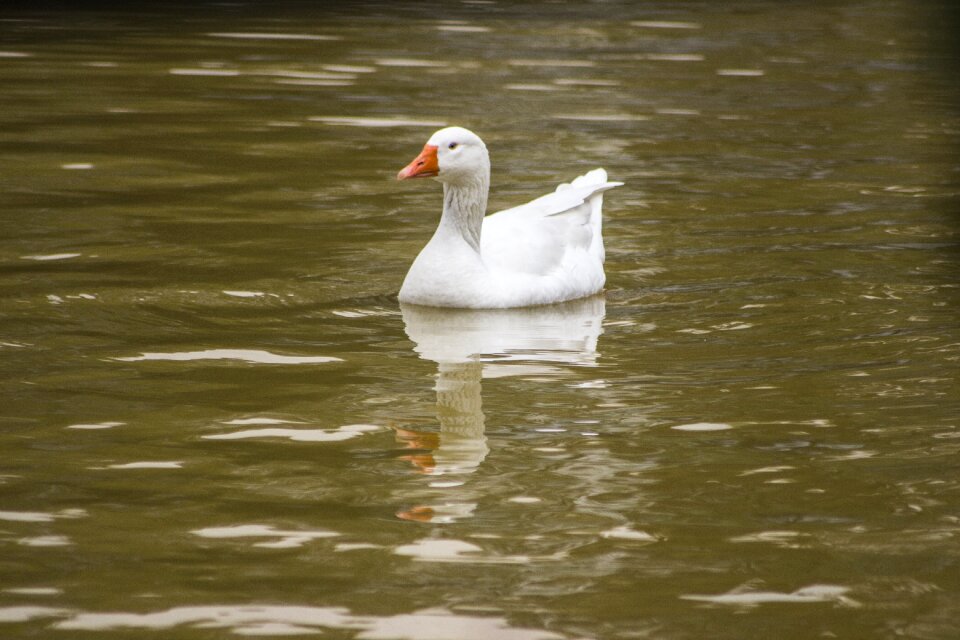 Duck nature photo