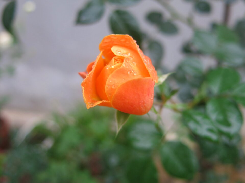 Garden flora
