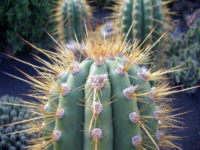 Juice plant nature dry