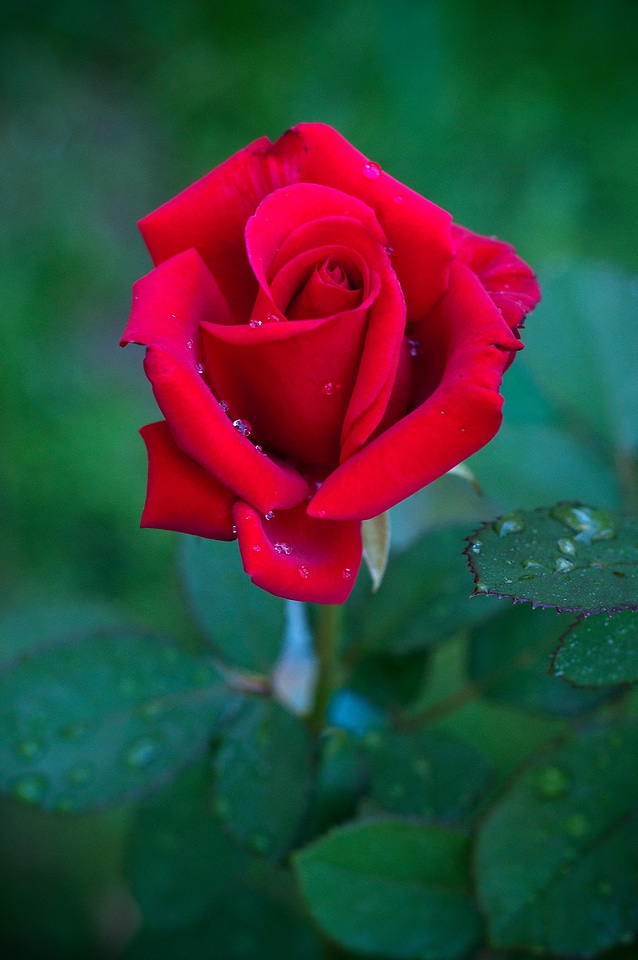 Red love valentine