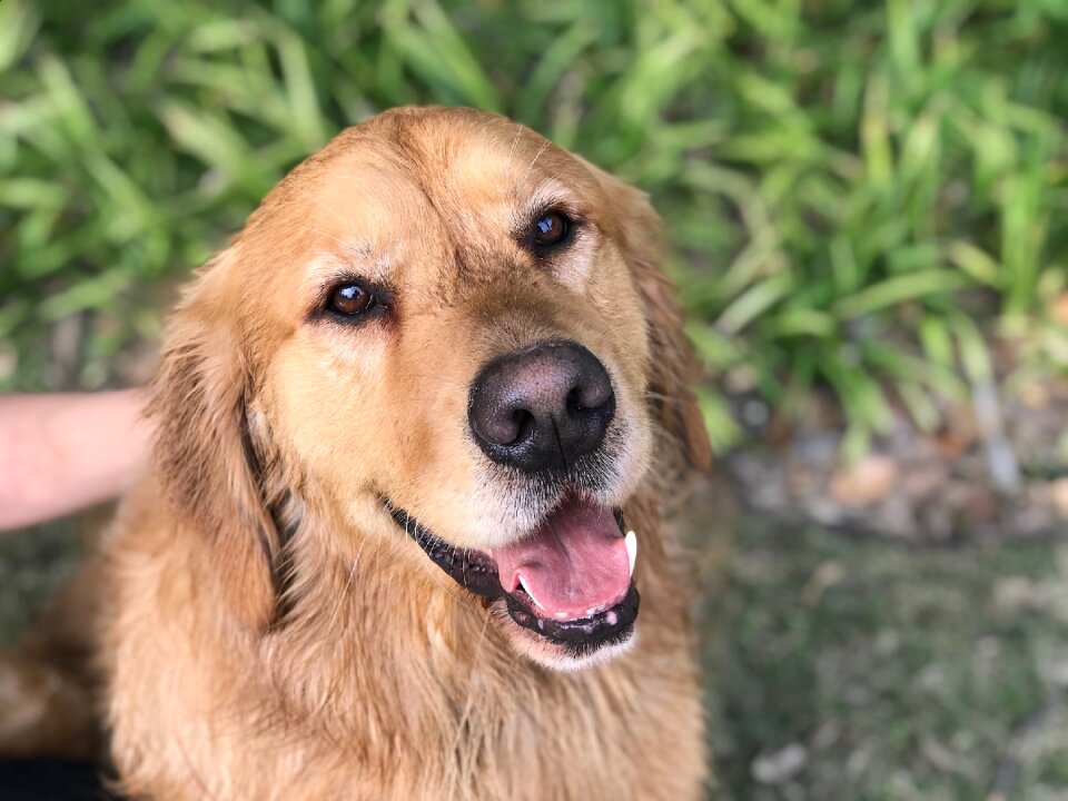 Cute pets canine