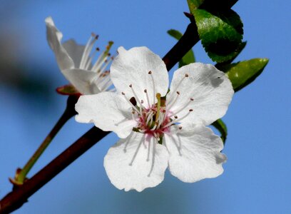 Apple blossom cherry blossom tree photo