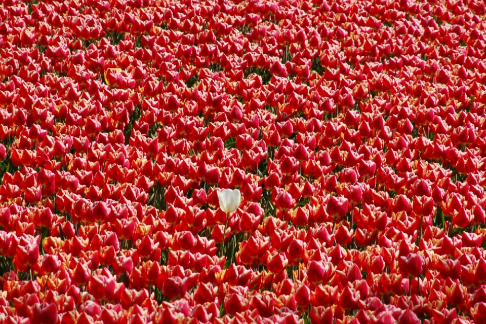 Color garden separately