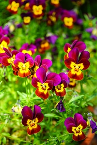 Bloom yellow violet photo