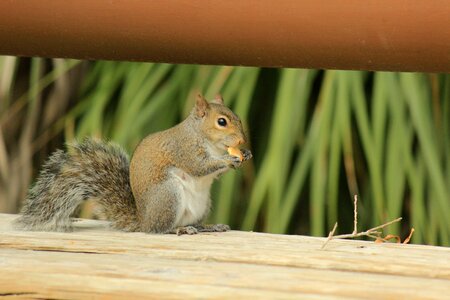 Nature animalia small